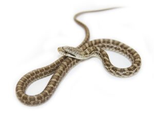 Japanese Kunishiri Rat Snake for Sale