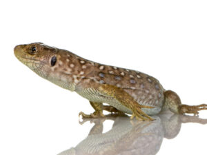 Jewelled Lacerta for Sale