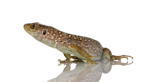 Jewelled Lacerta for Sale