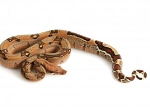 Jungle Boa for Sale