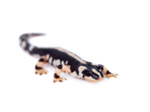 Iranian Kaiser Newt For Sale