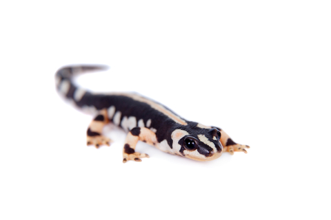 Iranian Kaiser Newt For Sale