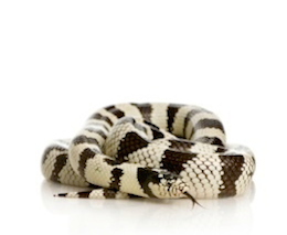 buy king snakes for sale