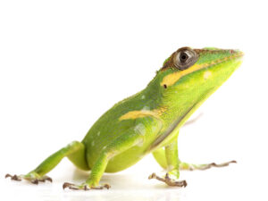 Knight Anole for Sale