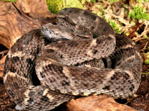 Lancehead Viper For Sale