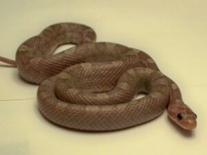Lavender Blood Red Corn Snake for Sale