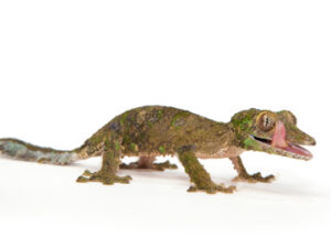Mossy Leaf Tailed Gecko For Sale
