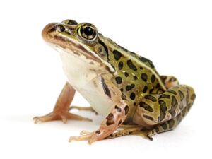 Leopard Frog For Sale