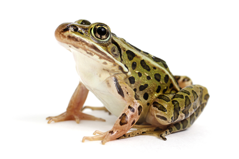 Leopard Frog For Sale
