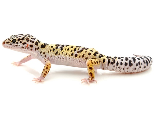 Leopard Geckos for sale