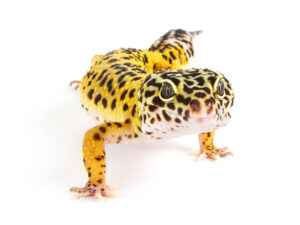 Leopard Geckos For Sale
