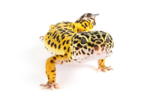 leopard geckos for sale