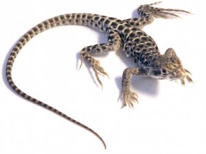 Leopard Lizard for Sale