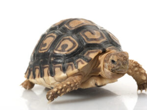Leopard Tortoise For Sale