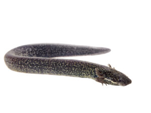 Lesser Siren for sale