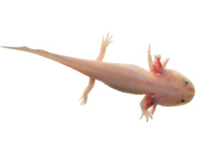 Leucistic Axolotl for sale