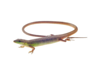 Long Tailed Grass Lizard for Sale