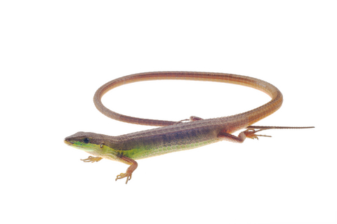 Long Tailed Grass Lizard for Sale