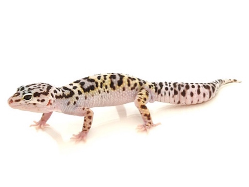 Mack Snow Leopard Gecko for sale