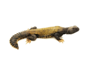 Mali Uromastyx for Sale