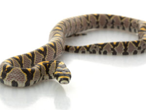 Mandarin Rat Snake for Sale