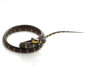 Mangrove Snake for Sale