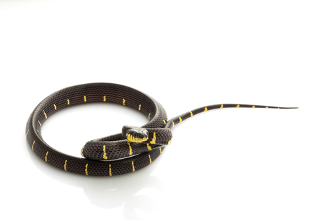 Mangrove Snake for Sale