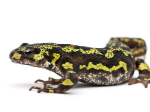 Marbled Newt for sale