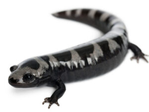 Marbled Salamander for sale