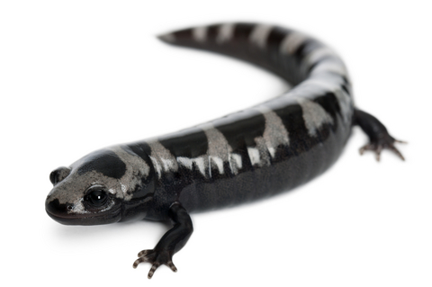 Marbled Salamander for sale