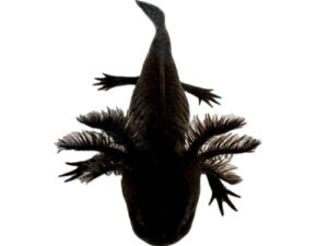 Melanoid Axolotl For Sale