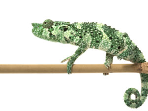 Mellers Chameleon For Sale