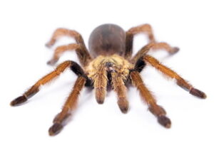 Curlyhair Tarantula for Sale