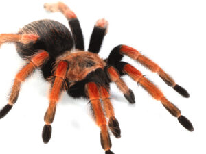 Mexican Fireleg Tarantula For Sale