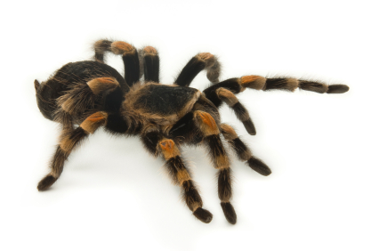 Mexican Redknee Tarantula For Sale