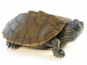 Mississippi Map Turtle For Sale