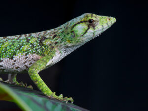 Monkey Anole For Sale