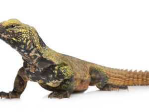 Moroccan Uromastyx for Sale