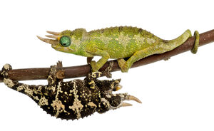 Mount Meru Jacksons Chameleon For Sale