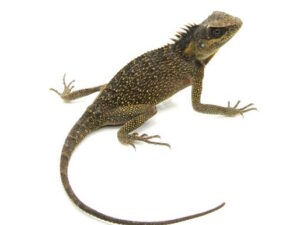 Mountain Horn Lizard for Sale