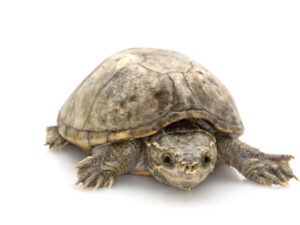 Musk Turtle For Sale