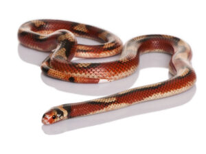 Nelsons Milk Snake For Sale