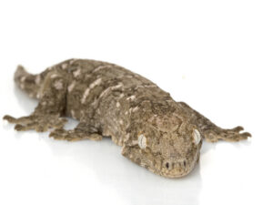 New Caledonian Geckos for sale