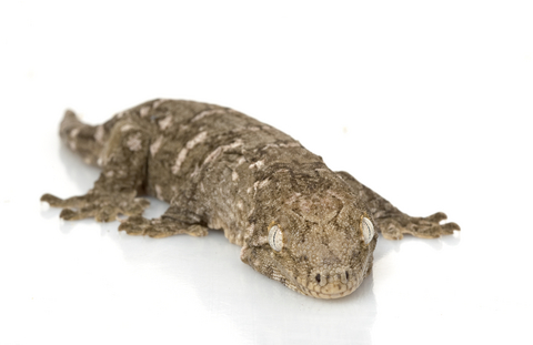 New Caledonian Geckos for sale