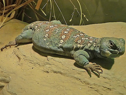 Ocellated Uromastyx for Sale