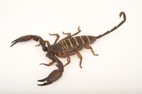 Olive Keeled Flat Rock Scorpion for Sale