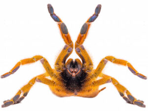 Orange Baboon Tarantula for Sale