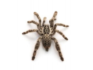 Ornamental Baboon Tarantula for Sale