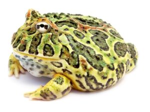 Ornate Horned Frog for Sale