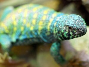 Ornate Uromastyx for Sale